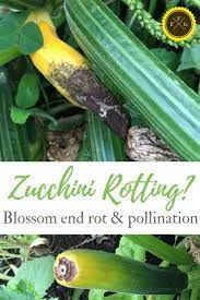 Why are my zucchinis rotting on the vine? Zucchini End Rot Blossom End Rot And Pollination Family Food Garden