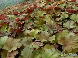 Les Heucheres Jardizone Heuchera 'fire alarm' get the latest free version of acrobat® reader™ here. les heucheres jardizone