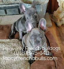 If you want a dog that's small in size yet big on fun, and you simply can't get enough of those big eyes, and that squishy face, then the french. Heavenly French Bulldogs Home Facebook