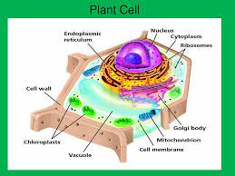 The food we eat gets converted to the much needed energy only due to our digestive system. Cell Organelle Notes Title Your Page Read Only Learning Goal Ppt Download