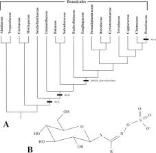 Image result for Pentadiplandraceae