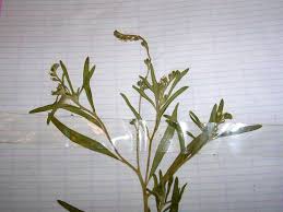 Image result for Heliotropium zeylanicum
