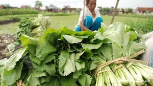 Resepi #resepisayur #sawigoreng sayur sawi goreng resepi sayur sawi (potong asingkan batang dan daun) udang sotong. Khasiat Sawi Hijau Dari Sumber Antioksidan Hingga Vitamin K
