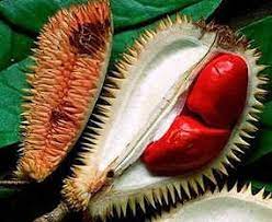 Nanang angien 25.761 views1 year ago. Durian Merah Asal Malaysia