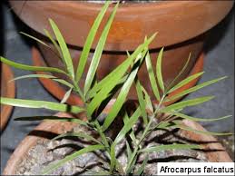 Image result for Afrocarpus falcatus