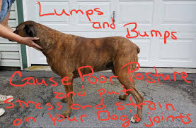 Ernie ward, veterinarian and founder of apop says, pet owners think their obese dog or cat is a. Is My Dog Fat Dr Pat Bona