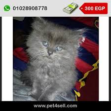قط شيرازى مون فيس متعود على الرمله 55 يوم 01028908778 cats animals