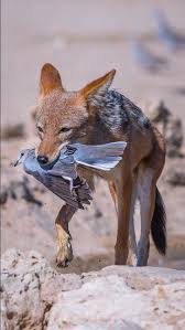 Black Backed Jackal Canis Mesomelas Approaching Cape Turtle Dove Streptopelia Capicola Etosha National Park Coyote Animal Black Backed Jackal Animals Wild