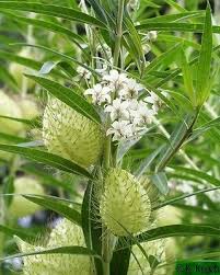 Asclepias Physocarpa Gomphocarpus Family Jewels 10 Seeds In 2020 Asclepias Plants Milkweed Seeds
