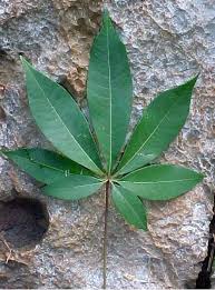 Image result for Ceiba pentandra