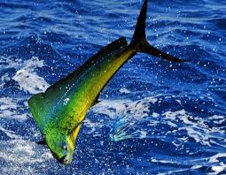 Dorado Salt Water Fishing Salt Water Fish Sea Fishing