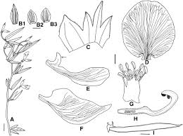 Image result for Otoptera