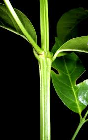 Image result for Psydrax parviflora