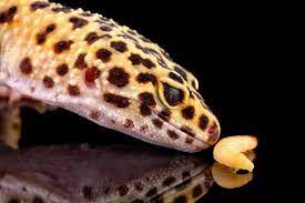 How To Take Care Of A Gecko Lovetoknow Leopard Gecko Pet Lizards Gecko