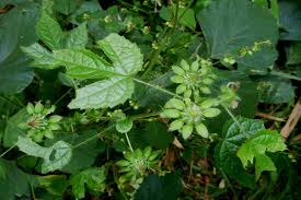 Image result for Hibiscus surattensis