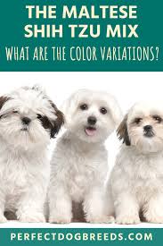 Maltese Shih Tzu Color In 2020 Maltese Shih Tzu Shih Tzu Shih Tzu Dog