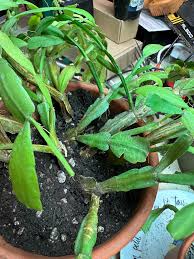 The Christmas Cactus Club