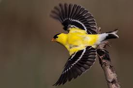 Bird With Black And Yellow Feathers American Goldfinch Yellow Bird Tattoo Bird Photography Goldfinch