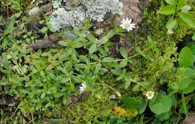 Image result for Cerastium indicum