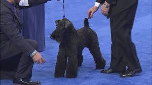 Check spelling or type a new query. 2016 National Dog Show Kerry Blue Terrier Terrier Group Nbc Sports