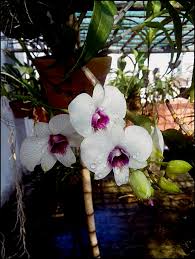 The international orchid register can be interrogated to identify whether hybrids with different pollen and seed parents have been registered. Focus Bangladesh Blog My Roof Top Orchid Garden