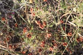 Image result for Sarcophrynium