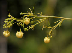 Image result for Momordica pterocarpa