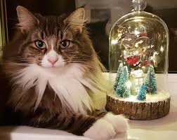 Our goal is to help you locate the perfect cat breeder near you; Bostinforest Cattery For Norwegian Forest Cats Home Facebook