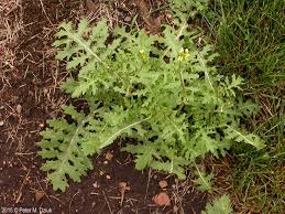 Image result for Erucastrum