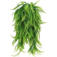 Semeando Samambaias De Cultivo Irrigacao Cuidados E Problemas Noticias De Jardim