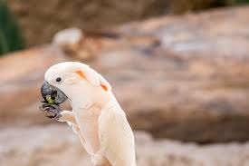Many of the tactics listed above require a lot of trial and error or the only way to be truly effective is to use a combination. Can Parrots Eat Grapes Parrot Website