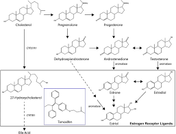 If you don't remember your password, you can reset it by entering your email address and clicking the reset password button. 27 Hydroxycholesterol An Endogenous Selective Estrogen Receptor Modulator Maturitas