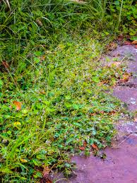 Image result for Aneilema brunneospermum