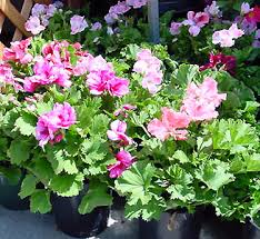 Image result for Pelargonium domesticum round-leaved bushy