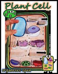 Plant cell have all except. Pin On Products