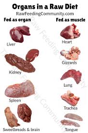 Organs In A Raw Dog Food Diet Rawdogfood Raw Dog Food Recipes Raw Dog Food Diet Dog Raw Diet