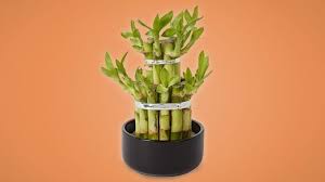Homebase makes managing hourly work easier with easy to use employee scheduling, time tracking, and team communication. Houseplants To Make You Happy This Morning