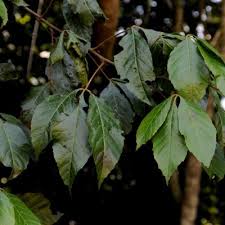 Image result for Allophylus congolanus