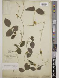 Image result for Macrotyloma