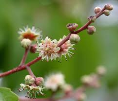 Image result for Homalium abdessammadii