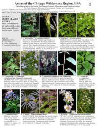 Check spelling or type a new query. Illinois Asters Of The Chicago Wilderness Region Field Guides