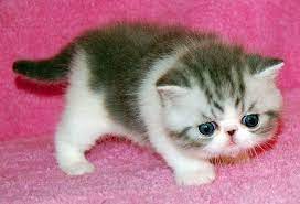 exotic shorthair panosundaki pin
