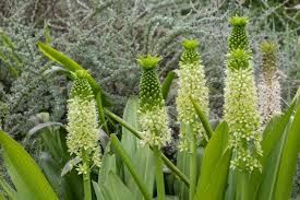 Image result for Eucomis autumnalis