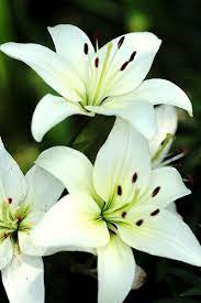 White lily arrangements are a beautiful flower for anniversary gifts, sympathy flower arrangements and for birthday gifts. Lilies Beautiful Flowers Lily Flower White Lilies