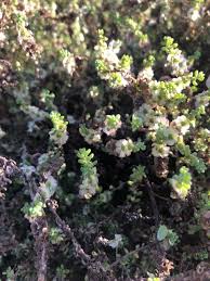 Image result for Suaeda articulata