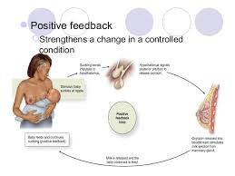 Chapter 1 Notes Intro To Anatomy And Physiology