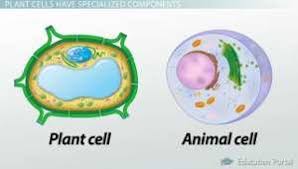 Cell membrane, nucleus, nucleolus, nuclear membrane organs are therefore arrays of cells all working together to perform a bigger picture function. Animal And Plant Vacuole Download Scientific Diagram