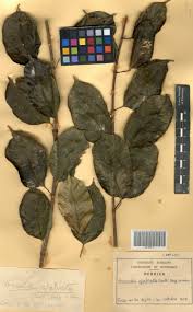 Image result for Oncinotis glabrata