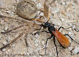 Tarantula Hawk Wasp Tarantula Wasp Tarantula Hawk Wasp Tarantula Hawk