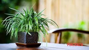 È meno efficace della dracena nel togliere dall'aria l'acetone, però filtra piuttosto bene un po' tutte le sostanze dannose. Falangio La Pianta Ragno Che Depura L Aria Ne Basta Una Per Purificare Tutta La Casa